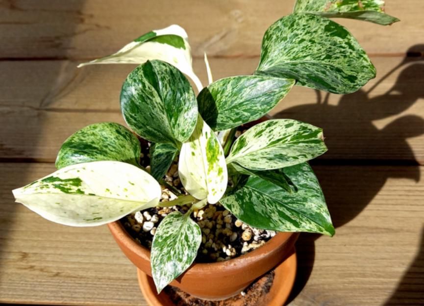 5 Tanaman Hias dengan Daun Motif Marmer yang Lagi Ngetren